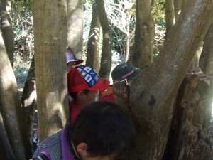 マテバシイの木