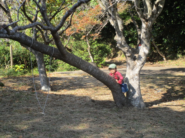 木登り