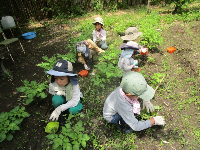 畑草取り