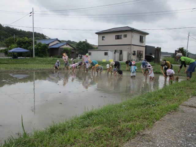 田植え