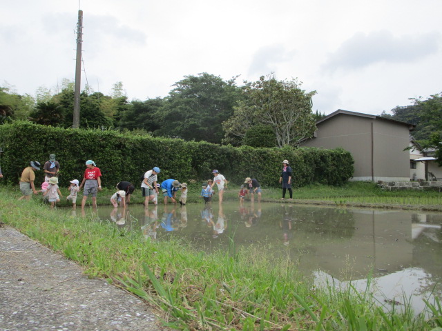 田植え