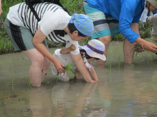 田植え