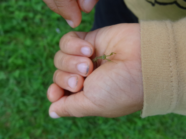 カマキリ