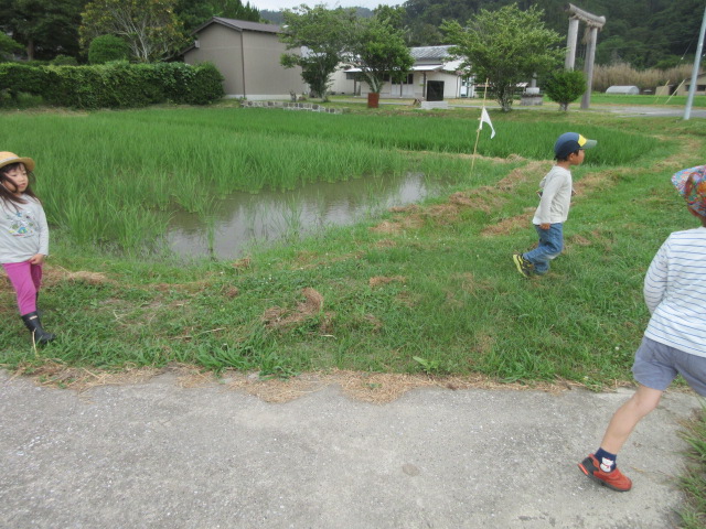 田んぼ