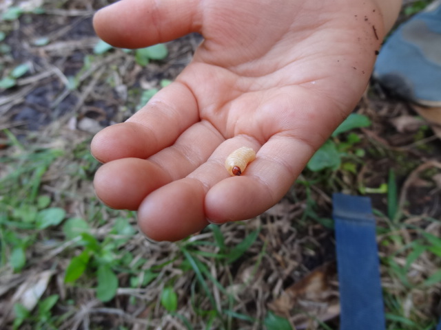 どんぐりの幼虫