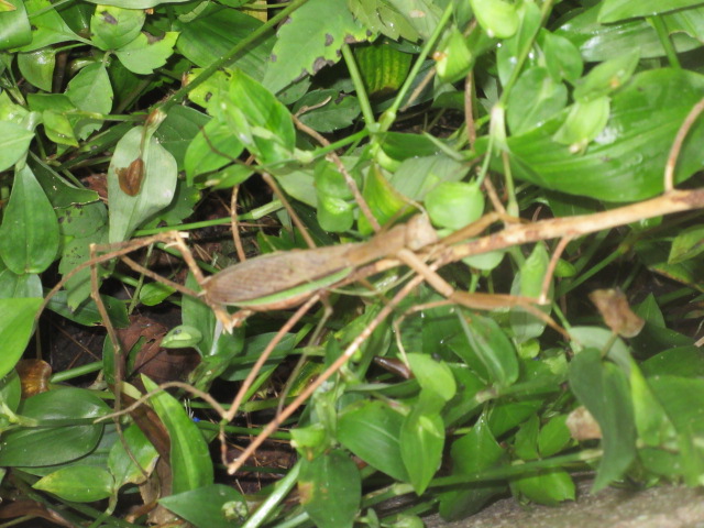 カマキリ