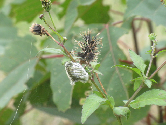 カマキリ