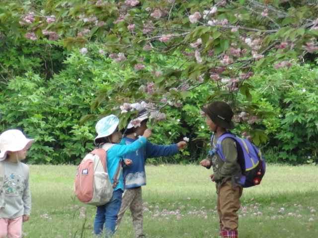 八重桜