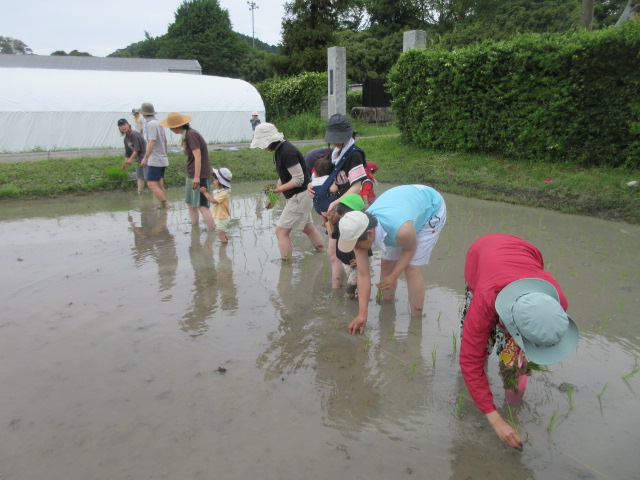田植え