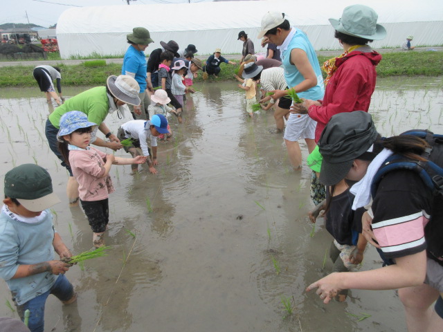 田植え