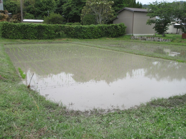田植え