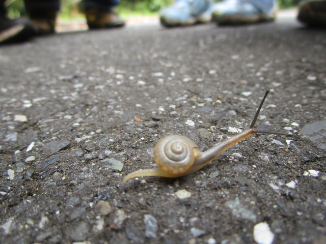 カタツムリ