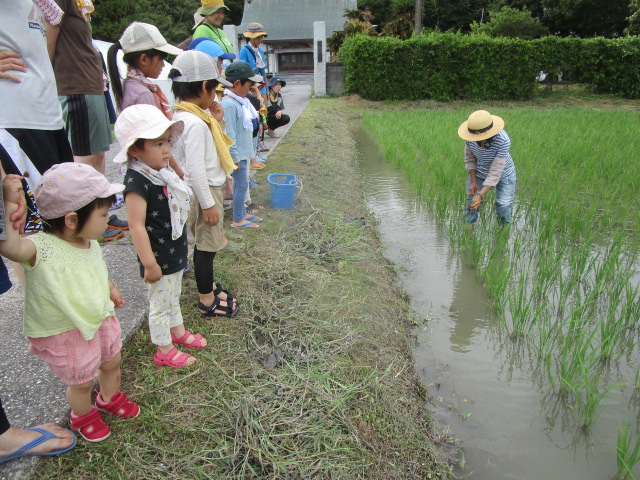 田んぼ草取り