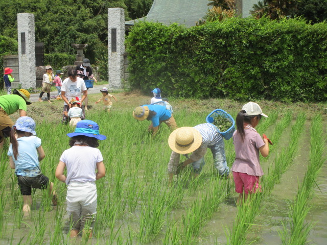 田んぼ草取り