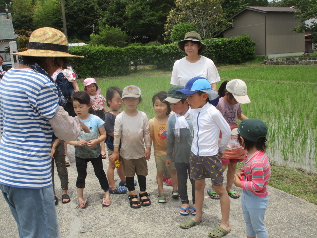 田んぼ草取り