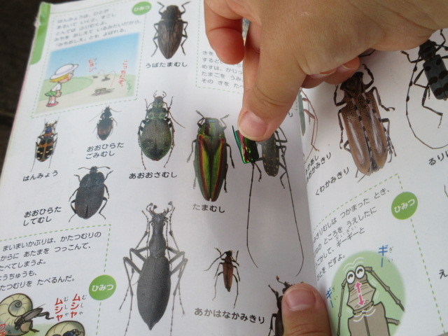 タマムシ