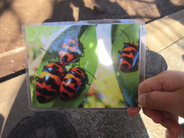 オオキンカメムシ