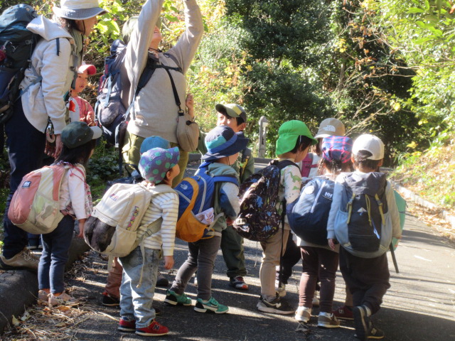 オオキンカメムシ