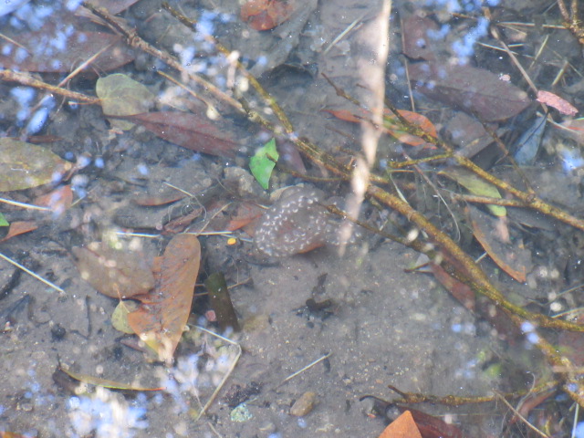 トウキョウサンショウウオ
