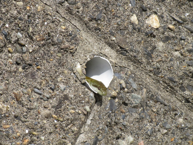 アオダイショウ