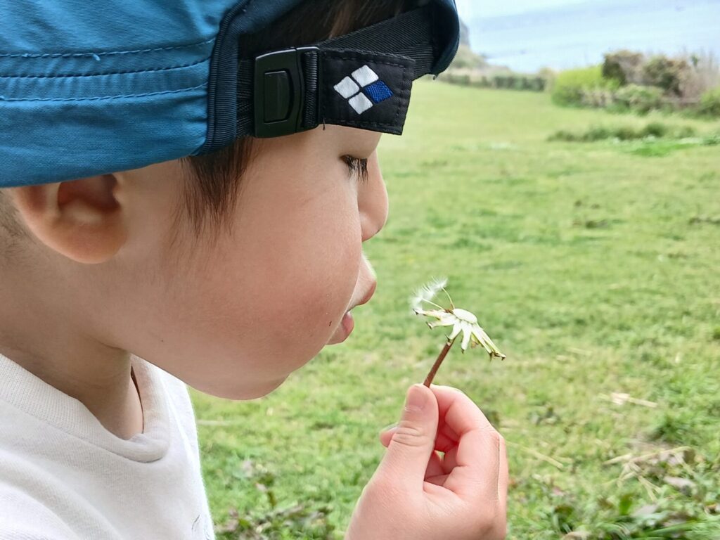 タンポポの綿毛