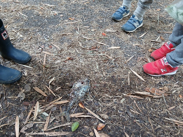 さかなもいたよ