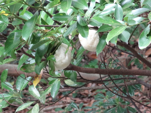 モリアオガエルの卵