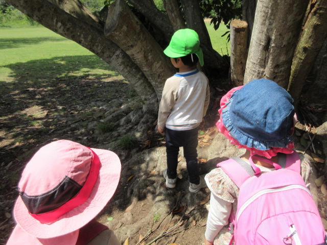 マテバシイの木