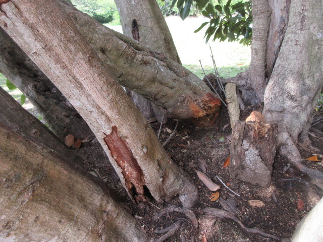 マテバシイの木朽ちる