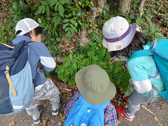 ヨモギ狩り