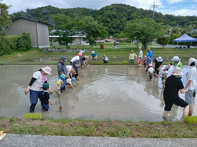 田植え