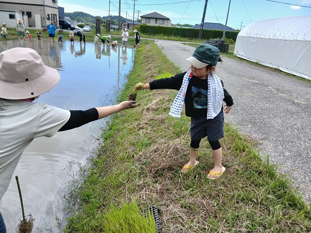 田植え