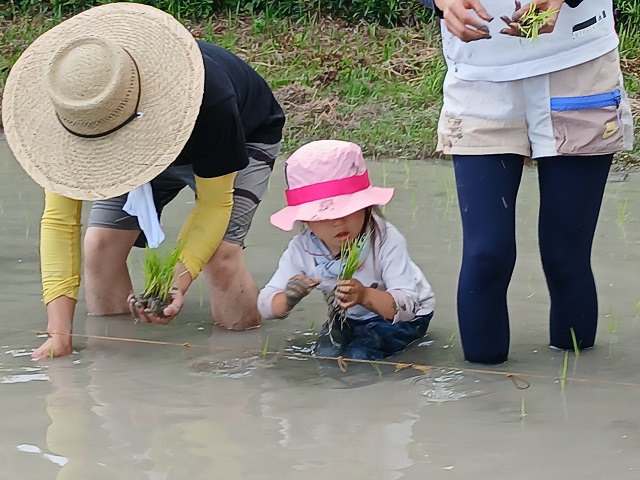 田植え