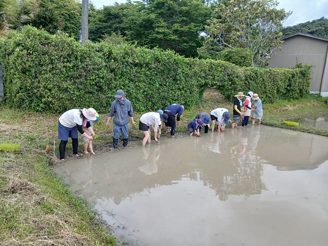 田植え