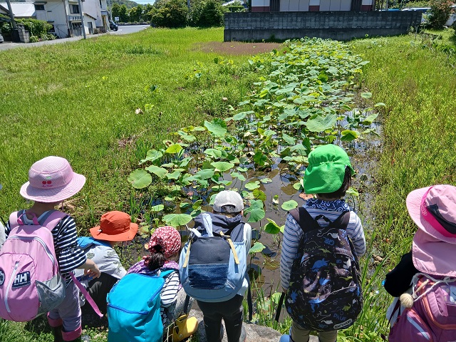 蓮田