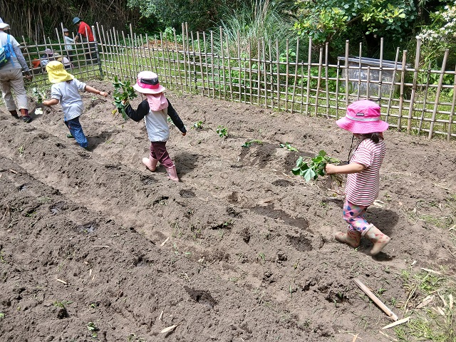 サツマイモ苗植え