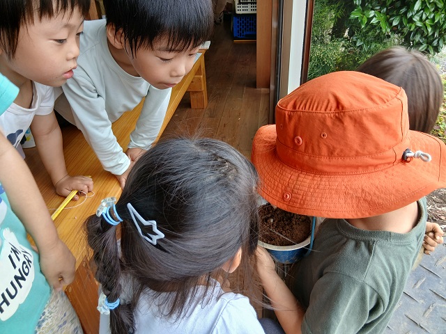 幼虫見つけたよ
