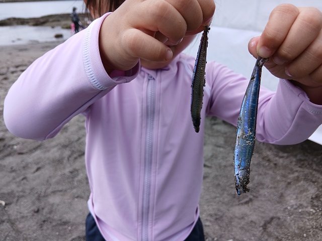 沖ノ島 さかな