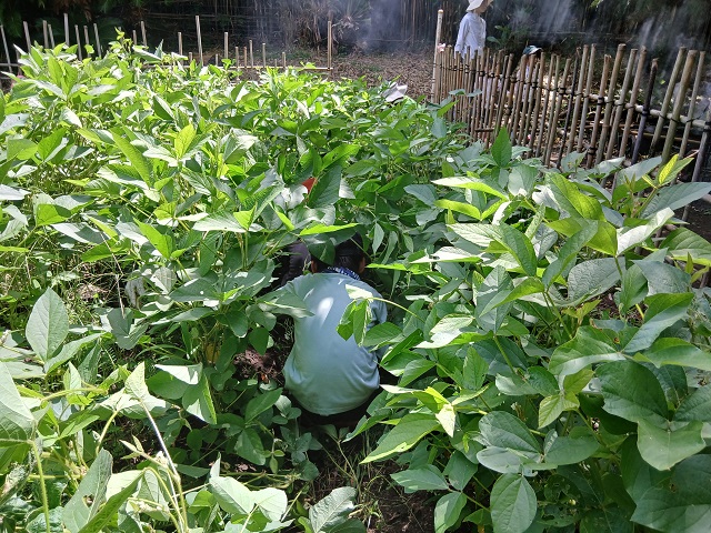 畑 草取り