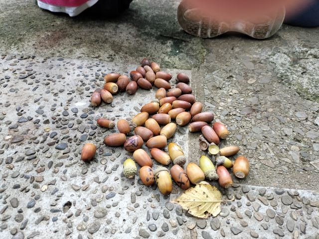 どんぐり