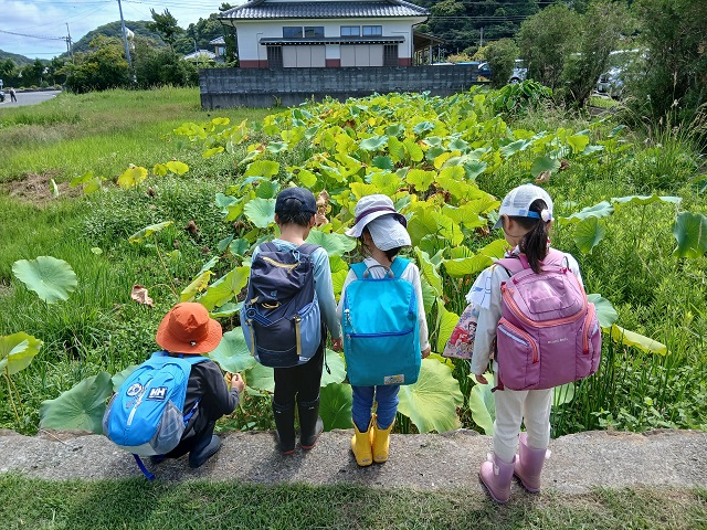 畑 蓮田