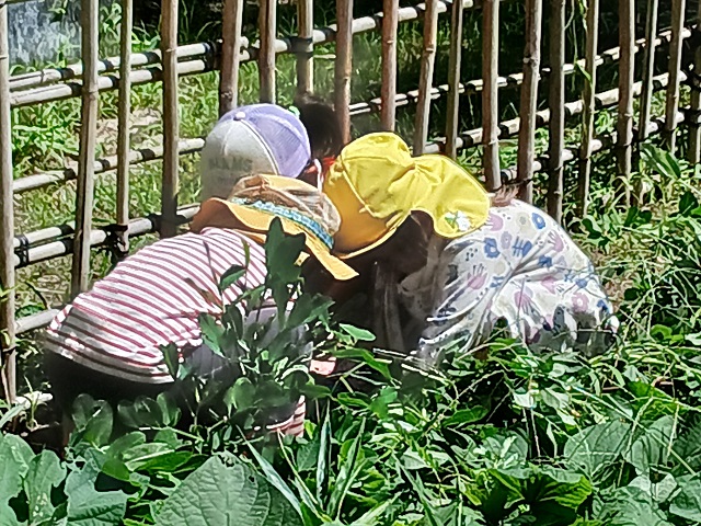 畑 草取り