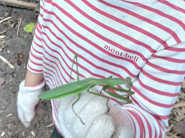 カマキリ