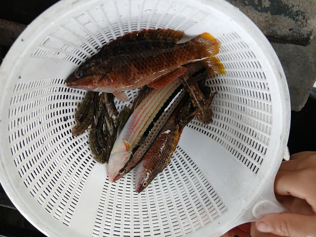 魚釣り