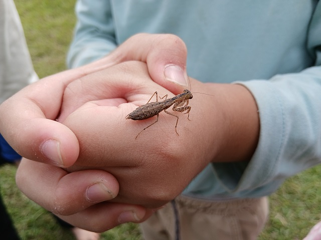 カマキリ